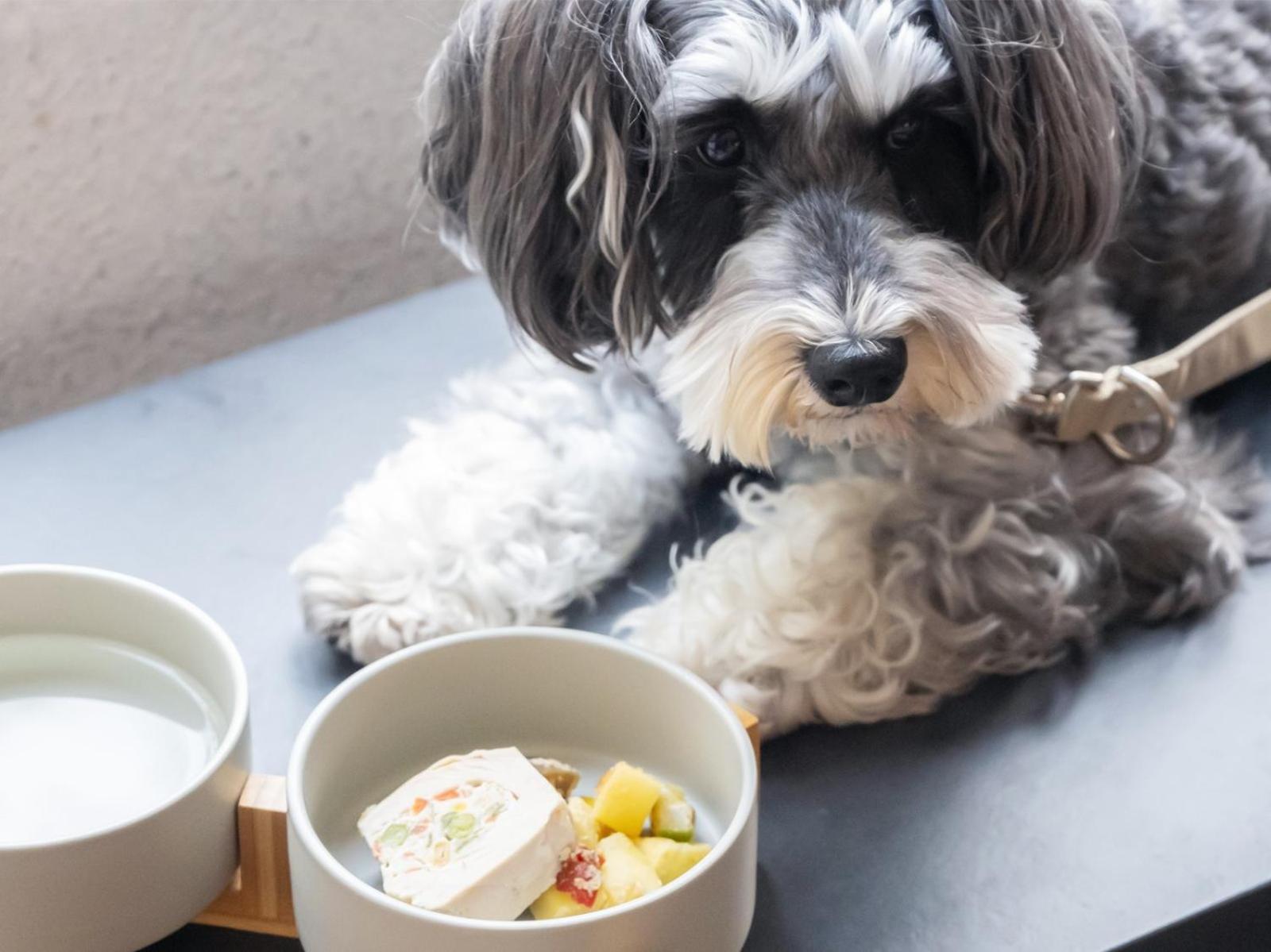 Hotel Anddoggy Kyoto Nijo Exterior photo